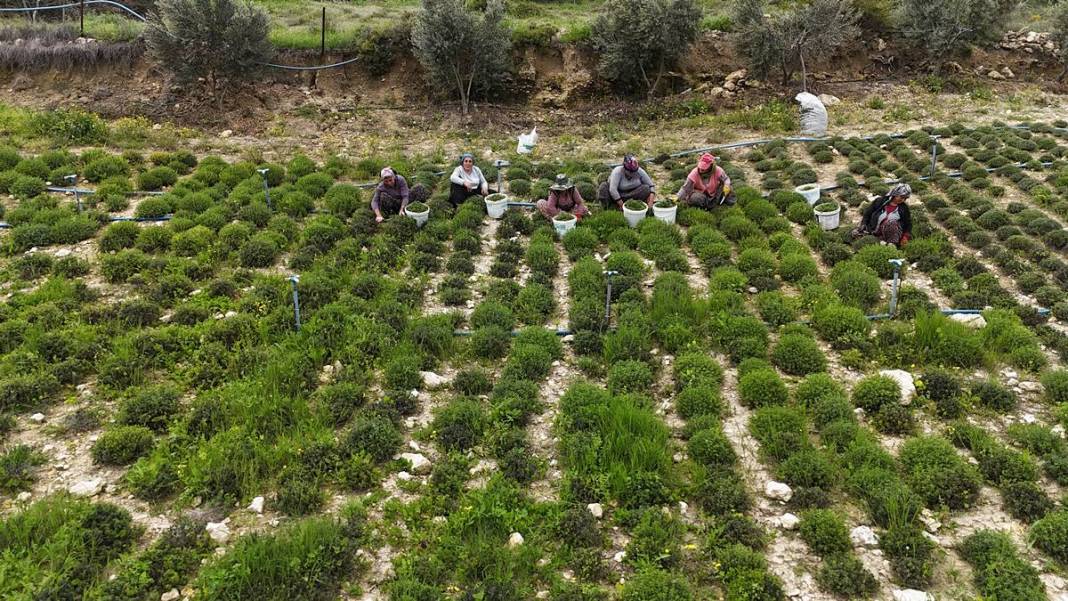 Hatay mutfağının gizli kalmış eşsiz lezzeti korunmaya alındı 6